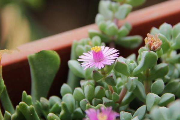 白鳳多肉怎么養(yǎng) 白鳳養(yǎng)殖方法與注意事項(xiàng)