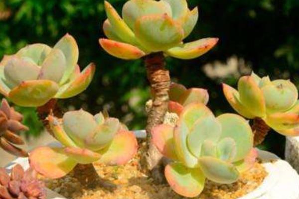 多肉白鳳怎么不長(zhǎng)側(cè)芽 白鳳多肉繁殖方法（葉插）