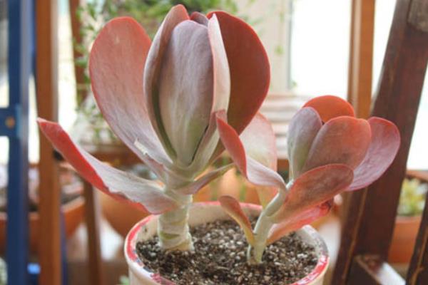 唐印多肉繁殖方法 唐印多肉的注意事項