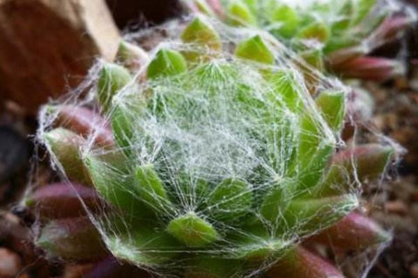 蛛絲卷娟怎么繁殖 蛛絲卷娟開花的嗎