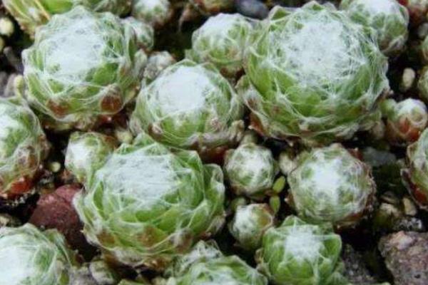 蛛絲卷娟怎么繁殖 蛛絲卷娟開花的嗎