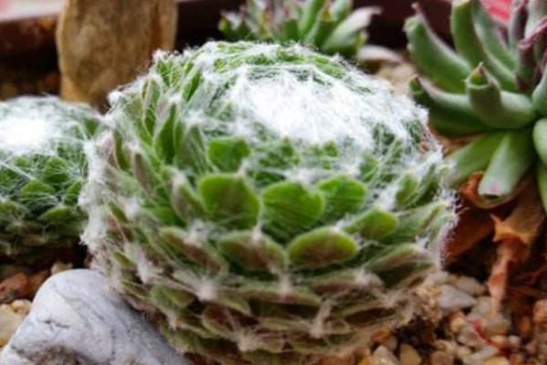 蛛絲卷娟怎么繁殖 蛛絲卷娟開花的嗎