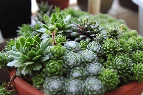 蛛絲卷娟怎么繁殖 蛛絲卷娟開花的嗎