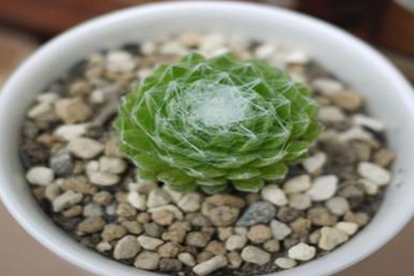 蛛絲卷娟怎么繁殖 蛛絲卷娟開花的嗎