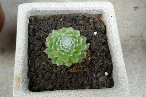 蛛絲卷娟怎么繁殖 蛛絲卷娟開花的嗎