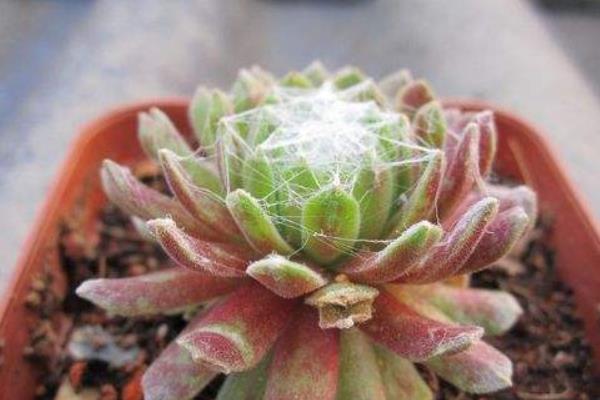 多肉植物蛛絲卷絹、毛卷娟、紅卷娟的區(qū)別是什么  蛛絲卷絹的養(yǎng)護(hù)方法