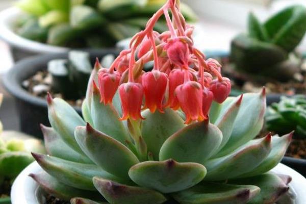 吉娃蓮圖片大全（含老樁、開花） 吉娃蓮多肉特點與簡介