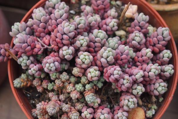 姬星美人怎么養能快速爆盆 姬星美人養殖方法與注意事項