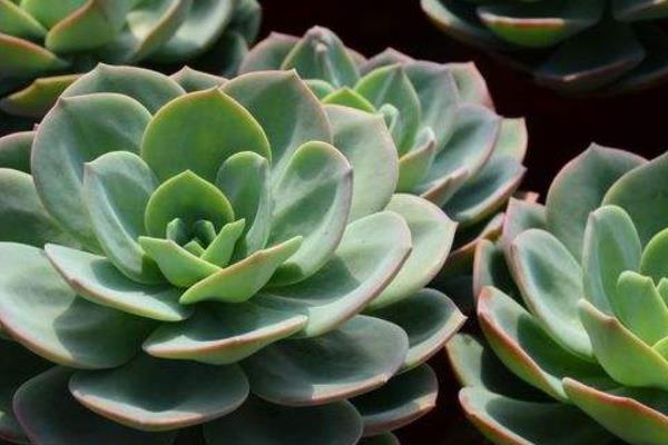 白鳳多肉開(kāi)花嗎 白鳳多肉怎么澆水