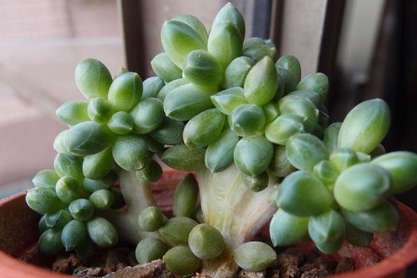 千代田之松多肉圖片大全（老樁、開花） 千代田之松特點與簡介