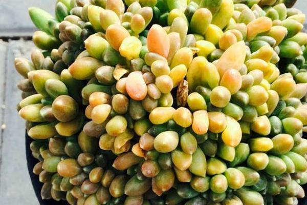 千代田之松怎么養才能爆盆 多肉千代田之松養殖方法與注意事項