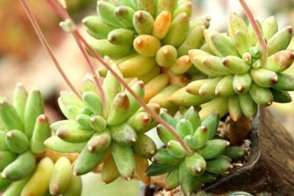 千代田之松怎么養才能爆盆 多肉千代田之松養殖方法與注意事項