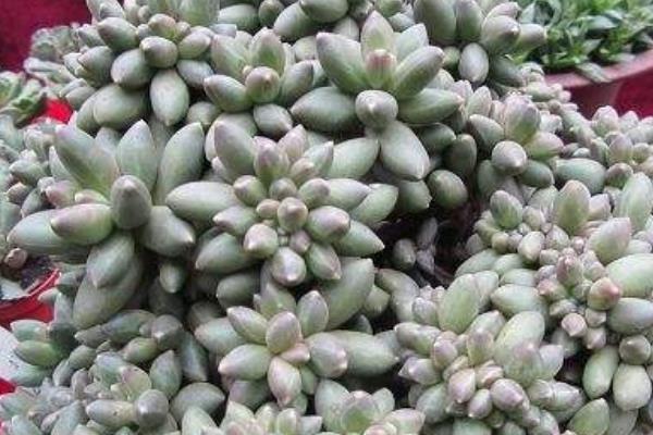 千代田之松怎么養才能爆盆 多肉千代田之松養殖方法與注意事項