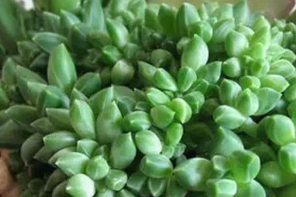 千代田之松怎么養才能爆盆 多肉千代田之松養殖方法與注意事項