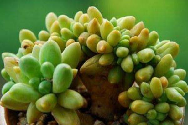 千代田之松怎么養才能爆盆 多肉千代田之松養殖方法與注意事項