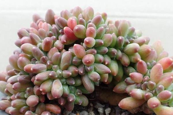 千代田之松怎么養才能爆盆 多肉千代田之松養殖方法與注意事項