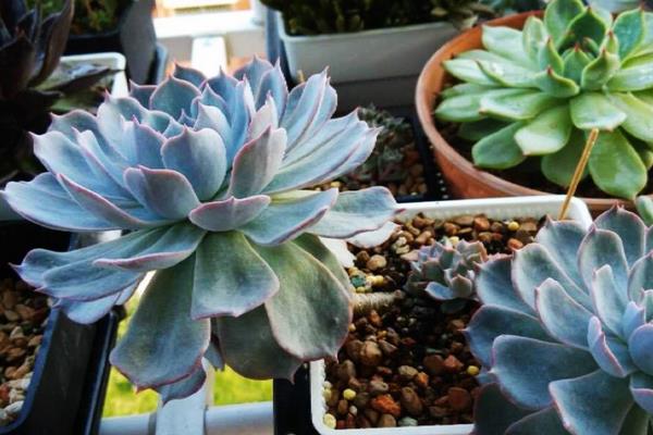 藍石蓮怎么養 藍石蓮養殖方法與注意事項