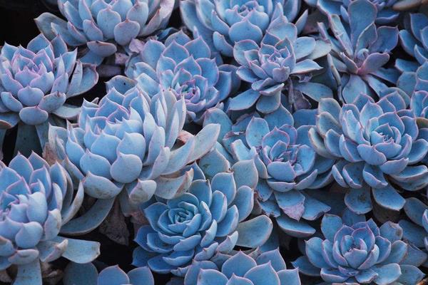 藍石蓮怎么養 藍石蓮養殖方法與注意事項