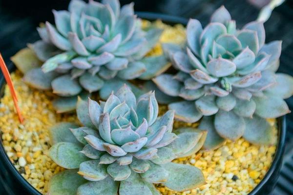 藍石蓮怎么養 藍石蓮養殖方法與注意事項