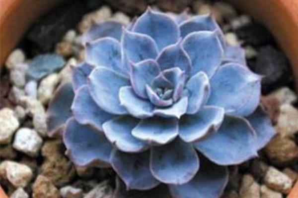 藍石蓮怎么養 藍石蓮養殖方法與注意事項