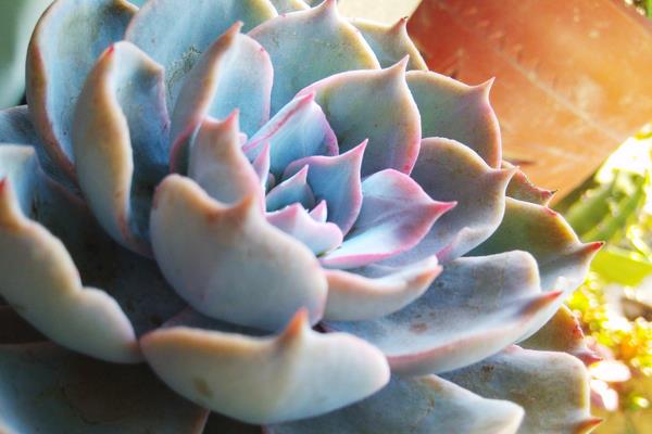 藍石蓮怎么養 藍石蓮養殖方法與注意事項