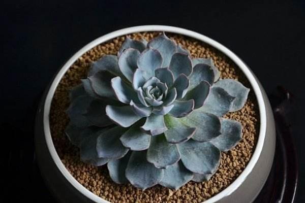 藍石蓮怎么養 藍石蓮養殖方法與注意事項