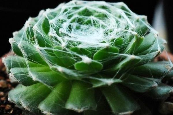 蛛絲卷娟怎么繁殖 蛛絲卷娟開花的嗎