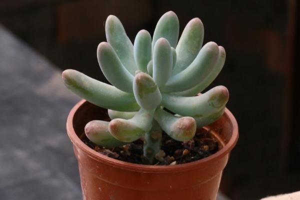 八千代多肉、乙女心多肉、虹之玉多肉的區別是什么 八千代的養殖方法