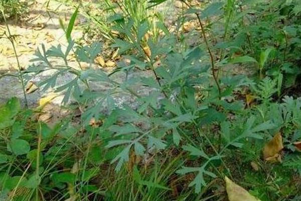 中藥防風圖片大全 防風簡介