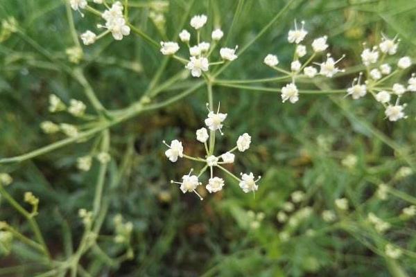 中藥防風圖片大全 防風簡介