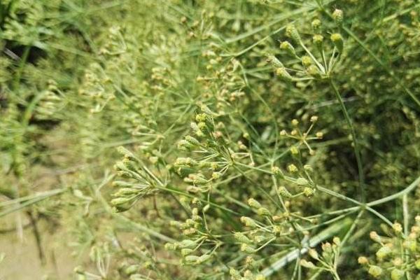 中藥防風圖片大全 防風簡介