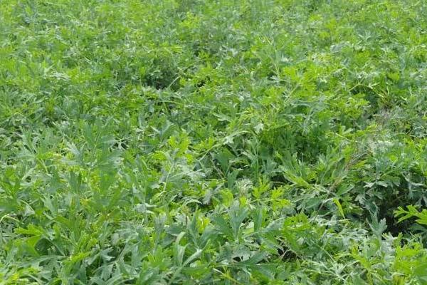 中藥防風圖片大全 防風簡介