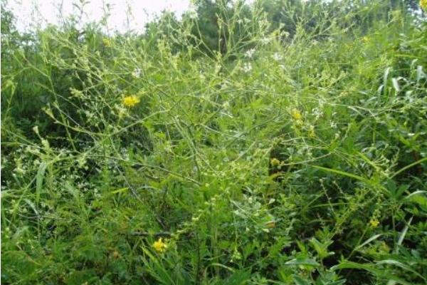 中藥防風圖片大全 防風簡介