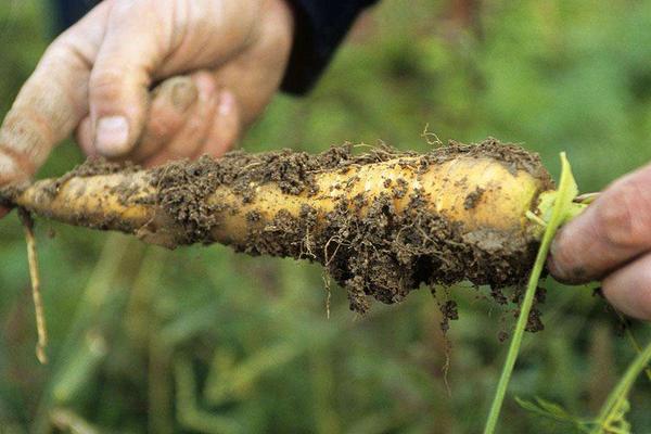 中藥防風圖片大全 防風簡介