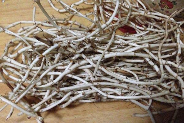 孕婦可以吃魚腥草嗎 魚腥草怎么吃最好