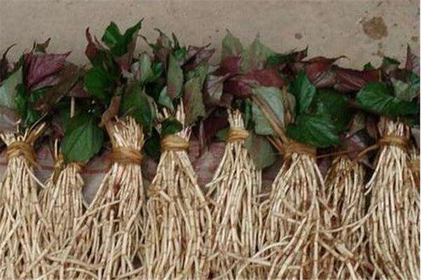 魚腥草怎么吃 魚腥草的做法