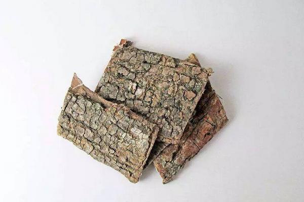 鹽杜仲的功效與作用及禁忌 鹽杜仲怎么炮制