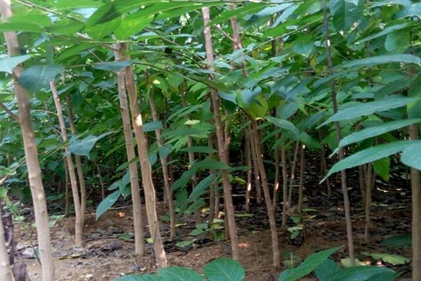 杜仲圖片大全 杜仲是什么樣子