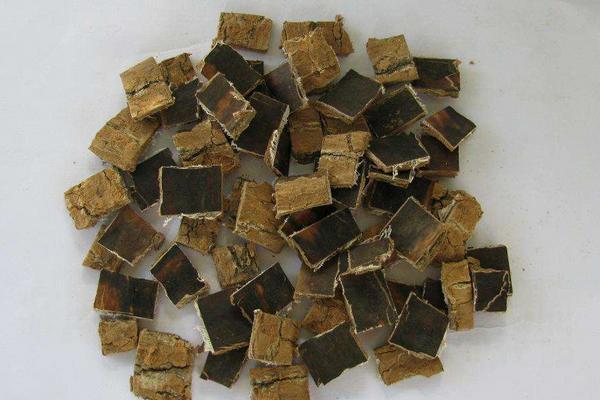 杜仲圖片大全 杜仲是什么樣子