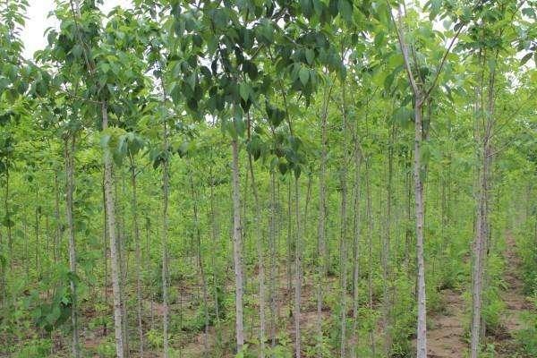 杜仲圖片大全 杜仲是什么樣子