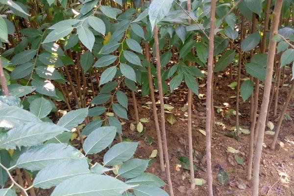 杜仲圖片大全 杜仲是什么樣子