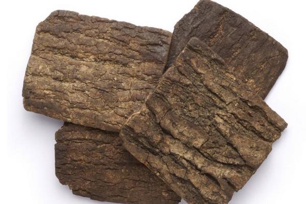 杜仲圖片大全 杜仲是什么樣子