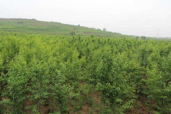 杜仲圖片大全 杜仲是什么樣子