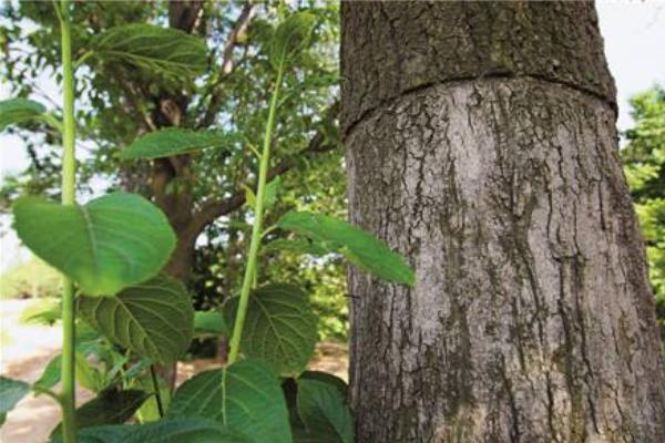 杜仲圖片大全 杜仲是什么樣子