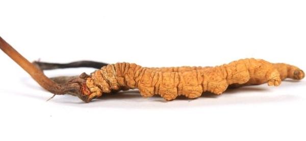 冬蟲夏草的功效與作用及禁忌 冬蟲夏草什么時候吃最好