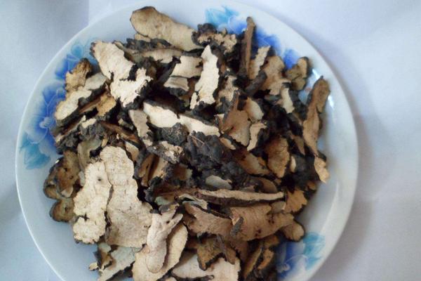 豬苓產地在哪里 豬苓的生長特性