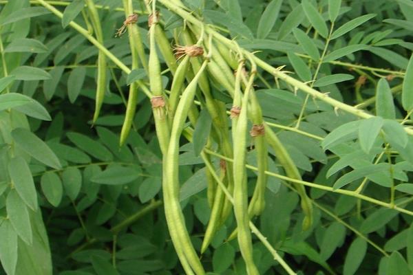 苦參種植技術(shù) 苦參種植時(shí)間及方法