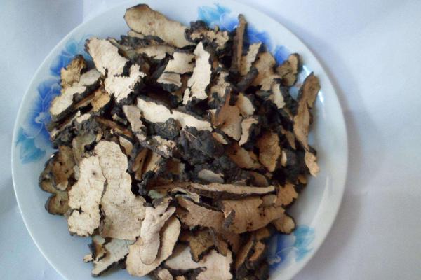 豬苓科學栽培技術 豬苓采收加工