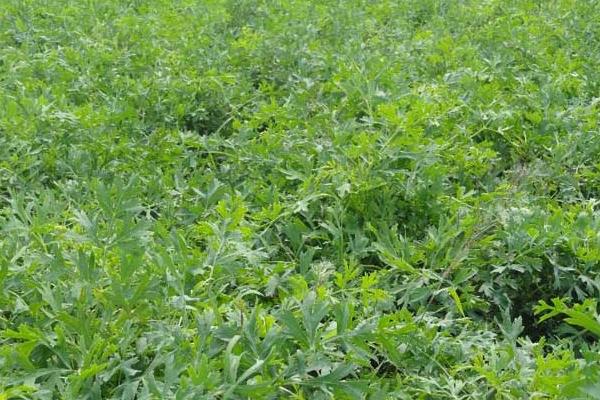 防風種植技術 防風種植時間及栽培方法