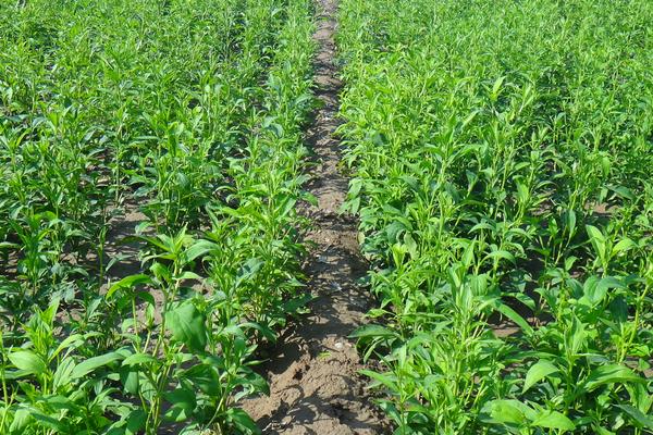 白術種植技術 白術種植時間